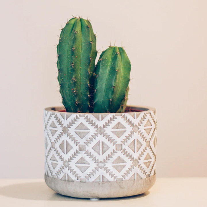 Home Office Desk Cactus