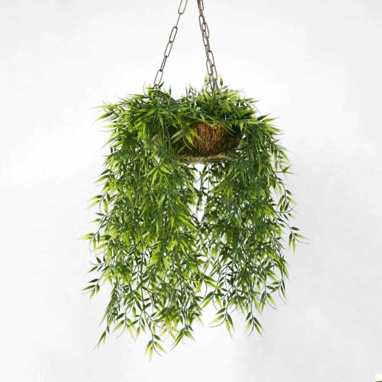 Home Hanging Weeping Fig