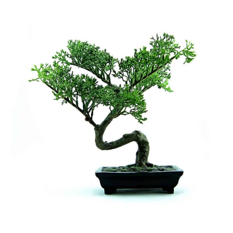 Home Juniper Bonsai