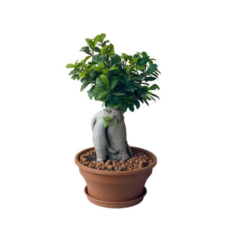 Home Desert rose