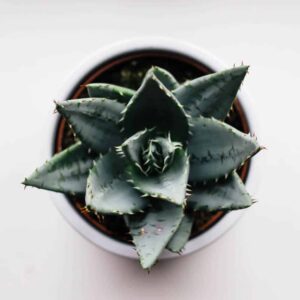 pic49 free img