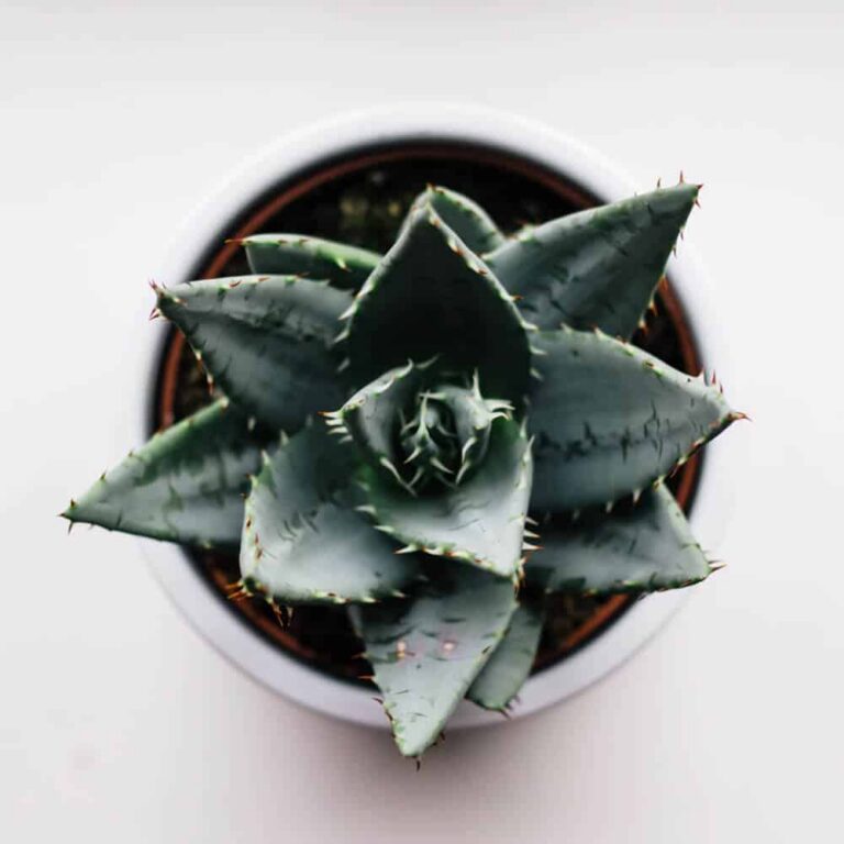 Home Thorny Secculent