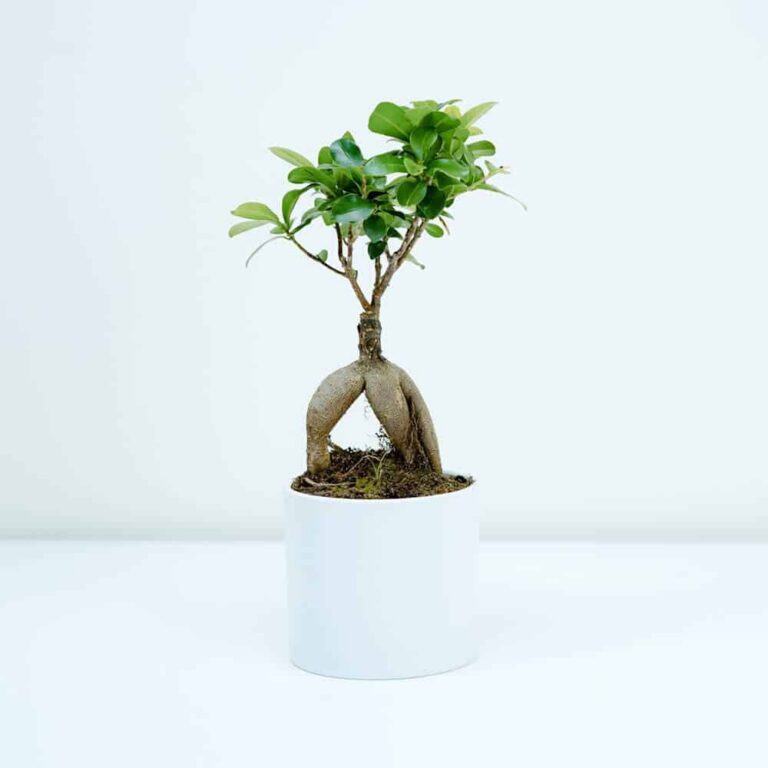 Home Periwinkle Bonsai