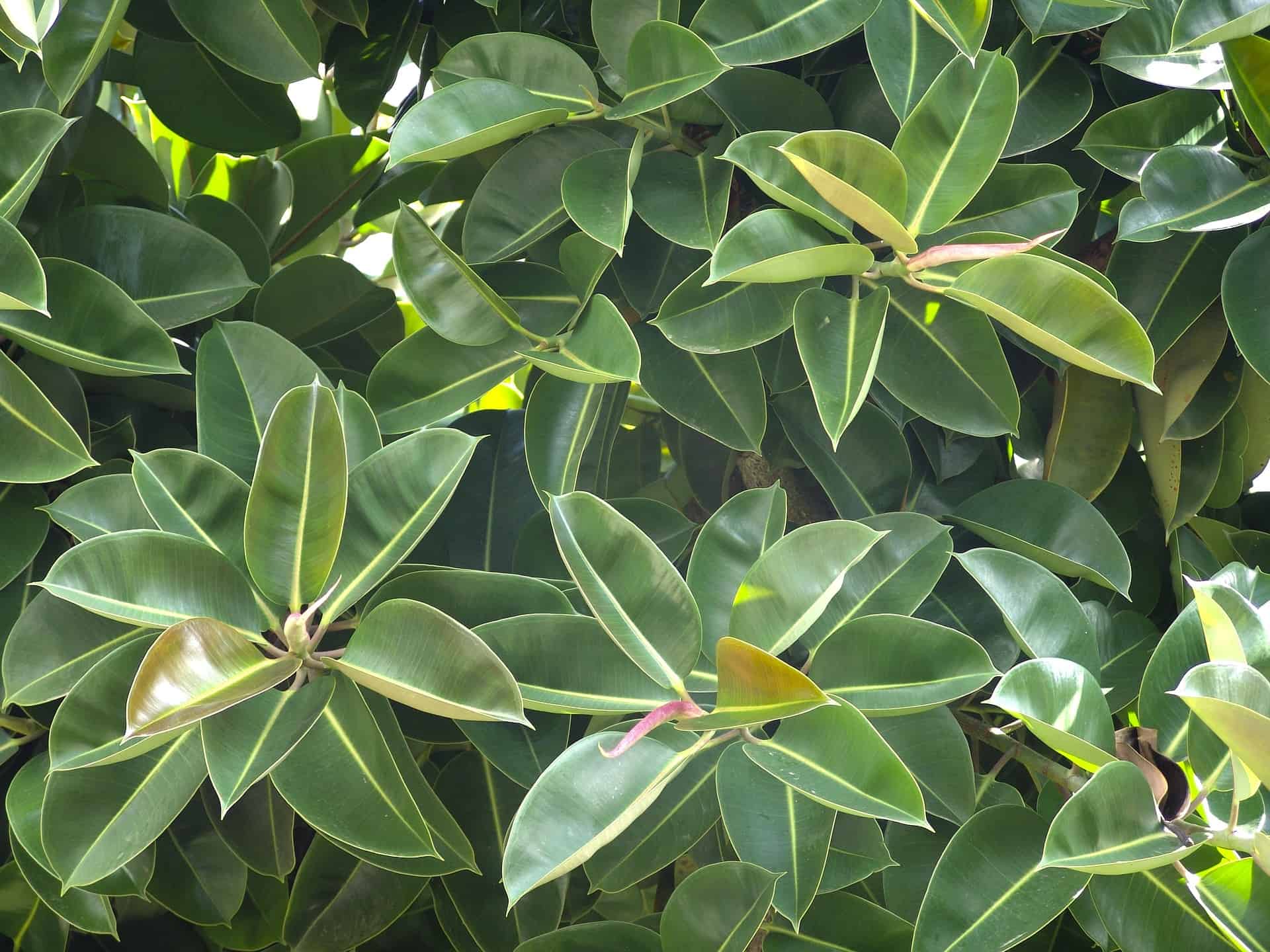 rubber tree 1280788 1920 rubber tree 1280788 1920